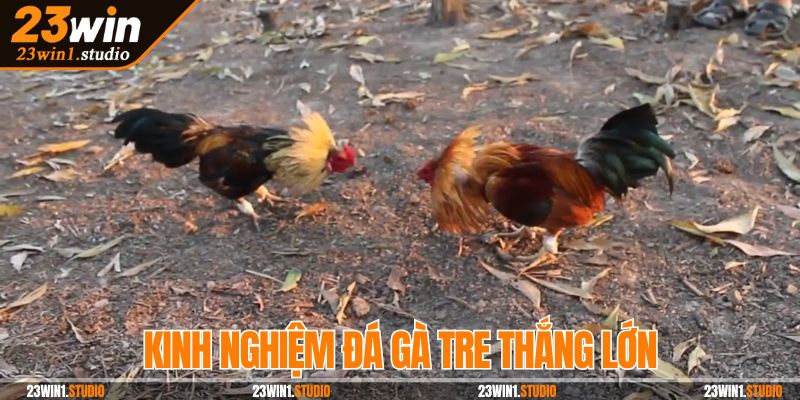 Bí quyết và kinh nghiệm đá gà tre thắng đậm từ chuyên gia