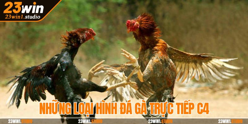 Những loại hình đá gà trực tiếp C4