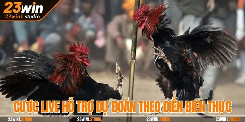 Cược live hỗ trợ hội viên dự đoán theo diễn biến thực