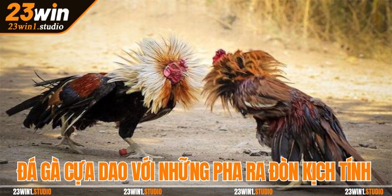 Đá gà cựa dao với những pha ra đòn đầy kịch tính và hấp dẫn