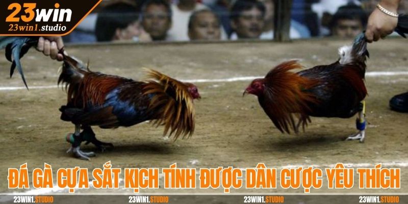 Đá gà cựa sắt kịch tính được dân cược yêu thích