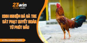 Kinh Nghiệm Đá Gà Tre – Sát Phạt Quyết Đoán Từ Phút Đầu