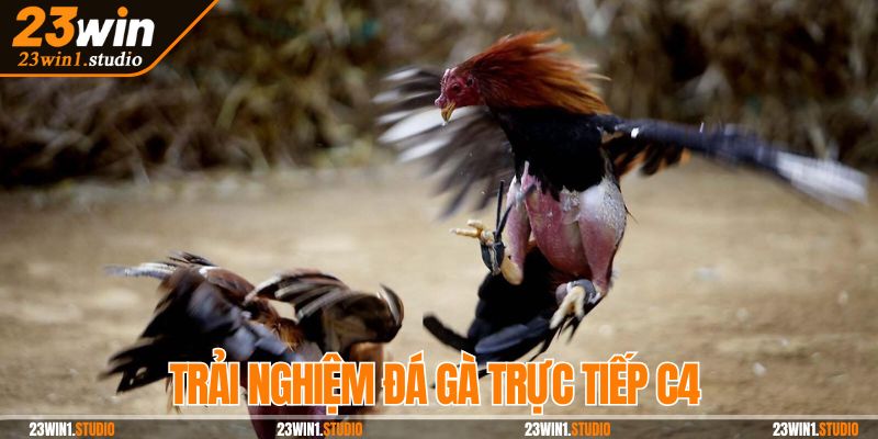 Trải nghiệm đá gà trực tiếp C4