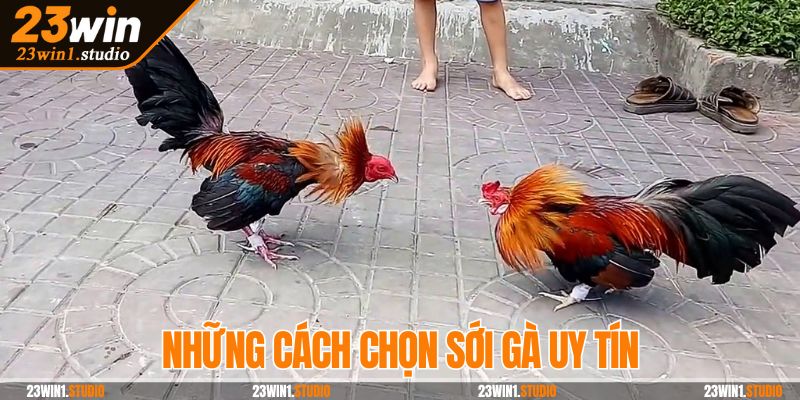Kinh nghiệm đá gà tre chọn sới uy tín an toàn nhất hiện nay