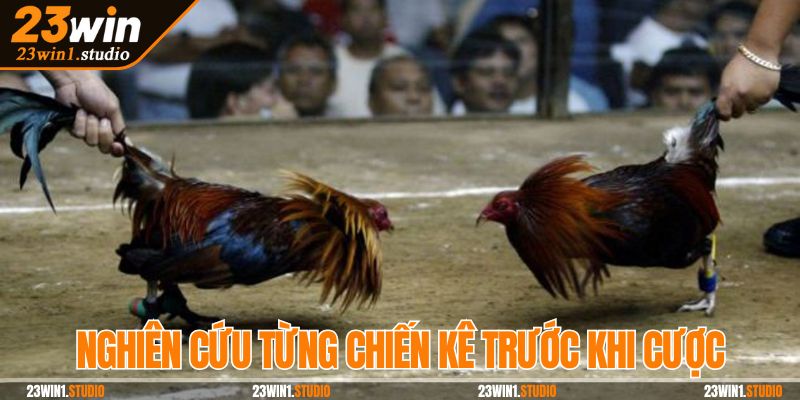 Nghiên cứu chi tiết về từng chiến kê trước khi cược
