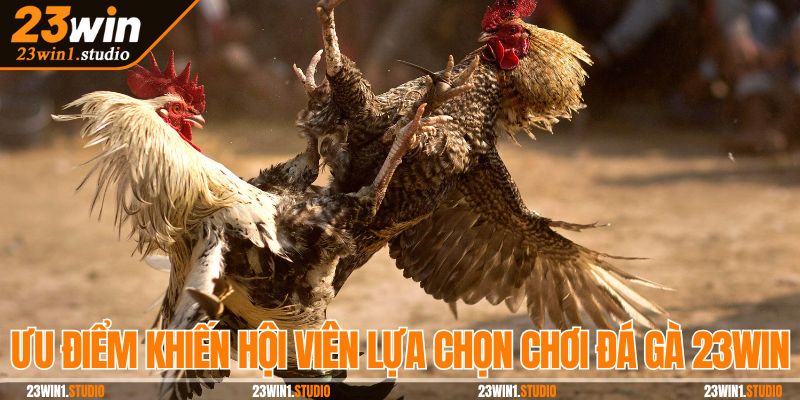 Những ưu điểm khiến hội viên lựa chọn chơi đá gà 23Win