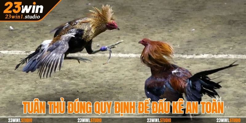 Tuân thủ đúng quy định để cá cược đấu kê an toàn